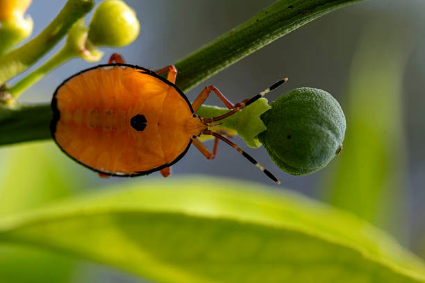A vibrant flash Bronze orange bug (Musgraveia sulciventris) nymph (juvenile stage) with striped antennae, perched on a young green bud at a garden in Sydney, NSW, Australia. (Photo by Tara Chand Malhotra)