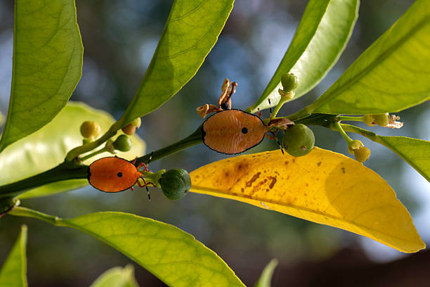 Bronze Orange Bugs nymph (Musgraveia sulciventris), also known as a stink bugs, catching the sunlight on a citrus leaf at a garden in Sydney, NSW, Australia. (Photo by Tara Chand Malhotra)