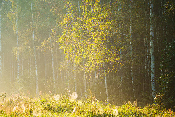 Birch grove with golden leaves in golden autumn, illuminated by the sun at sunset or dawn. Aesthetics of vintage film. Landscape.