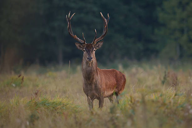 istock Majestic Red Deer in Natural Habitat 2243258929