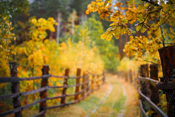 Pathway lined with wooden fence and autumn foliage. Trees display vibrant yellow and orange leaves. Forest setting with visible soft focus.