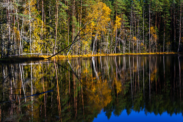 Autumn forest with colorful foliage reflected in a calm lake. Tall pine and birch trees stand along the shoreline. Clear blue sky visible above the tree line.