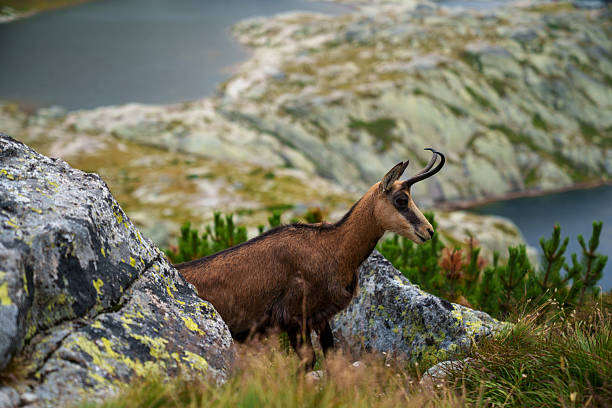 Chamois stands near rocks in a mountainous area. Lake and hills are visible in the background.