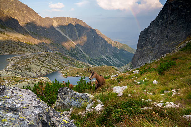 Mountainous landscape with rocky terrain and a goat. Green vegetation surrounds the area with distant peaks under a cloudy sky.