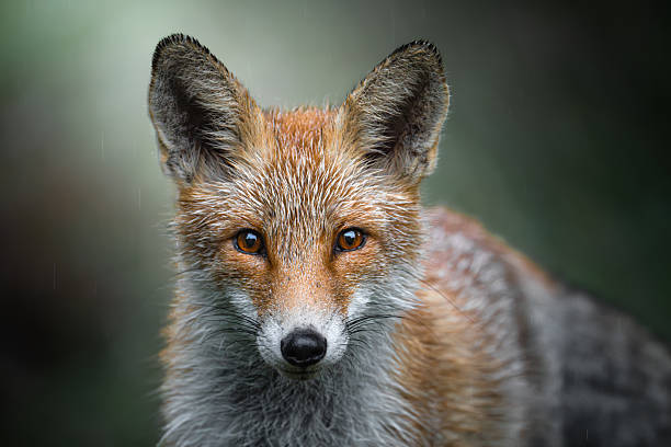istock Close-up of Red Fox Face 2243258966