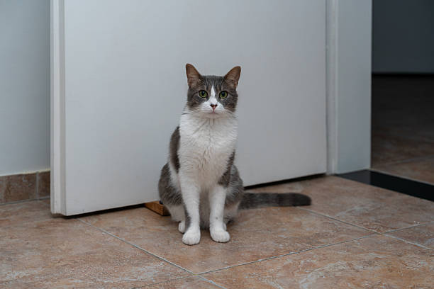 Gray and white color cat looking at camera curiosity