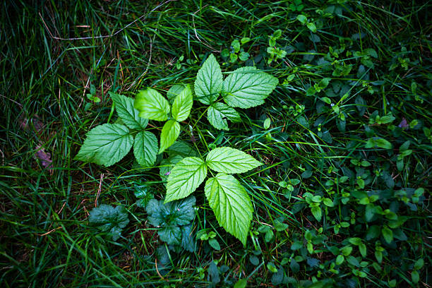 A beautiful high-angle, top-down view of a fresh young plant. This small sapling, with vibrant, textured green leaves, is growing among the lush, dark grass on the ground in a garden.