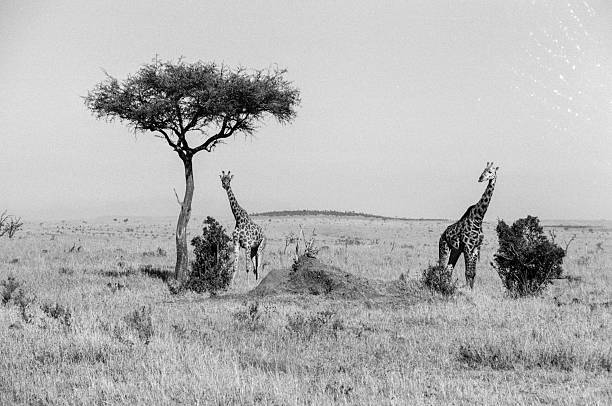 Serengeti, Kenya – July 1, 1979: 35mm - B&W
