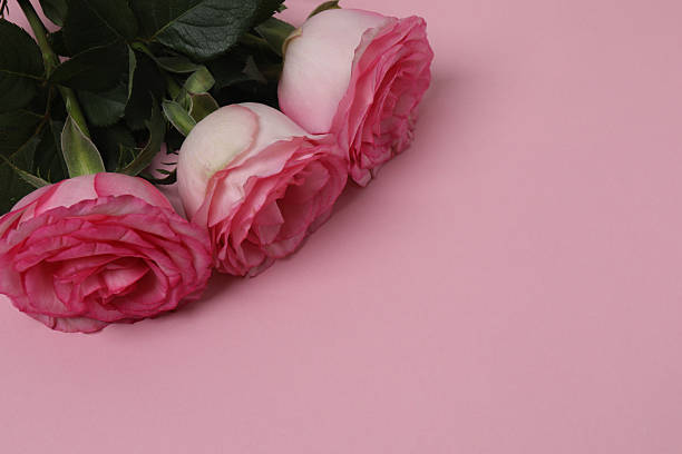 istock Pink rose with gift on background 2243265479