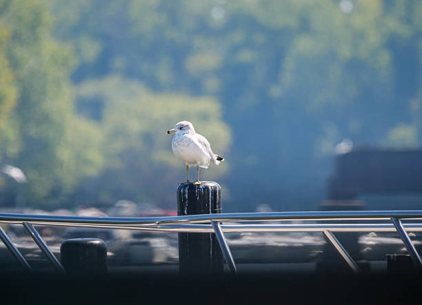 Ring billed gull, non-breeding adult on dock post in Grand River, Ohio, USA