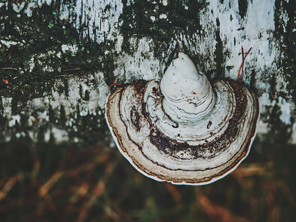Close-up of birch bark with a white bracket fungus on a fallen trunk, captured from above in soft matte tones showing natural wood texture and forest detail.