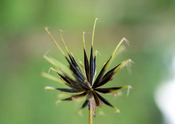 Close-up of Black Jack Weed Seed Head (Bidens pilosa) with Barbed Awns