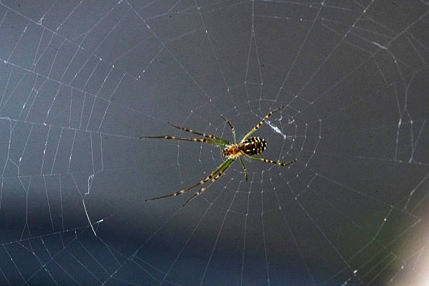 istock Argiope aurantia orb-weaver spider 2243276679