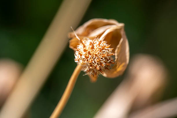 A dried flower, its petals withered and brown, stands as a testament to the beauty in decay and the end of a life cycle at a backyard in Sydney, NSW, Australia (Photo by Tara Chand Malhotra)