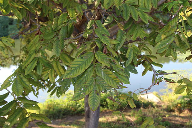 istock Japanese Walnut leaves sway in the refreshing summer breeze. 2243278259