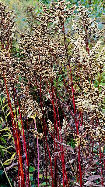 istock Withered Goldenrod with Bright Red Stems 2243281446