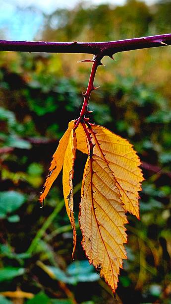 istock Autumn Blackberry Leaves 2243281489