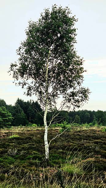 istock Solitary Birch in Open Heathland 2243281556