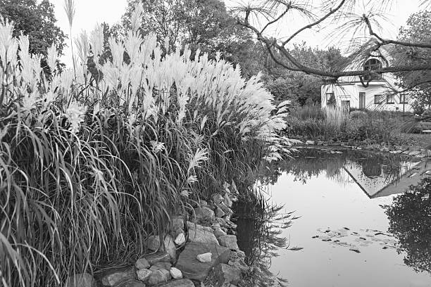 istock Tranquil garden with water feature and ornamental reeds, black and white 2243281687