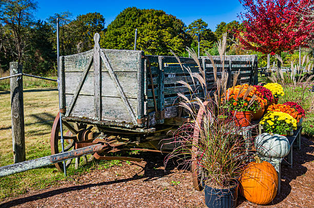 An old farm wagon on Cape Cod is decorated for Autumn with colorful  chrysanthemums and pumpkins.