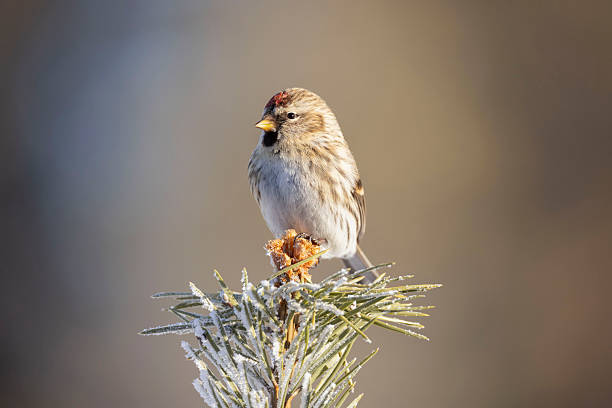 Male Redpoll feeding in the snow in my back yard. Eurasian siskin in the background.