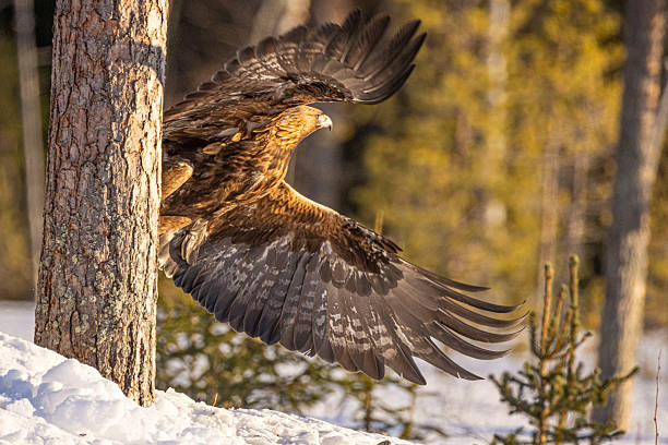 istock Golden Eagle, Aquila chrysaetos 2243287827