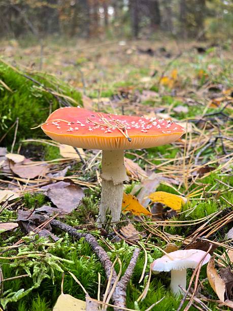 istock A striking red and white fly agaric mushroom stands tall on a mossy forest floor, surrounded by pine needles and fallen autumn leaves in soft light. 2243289677