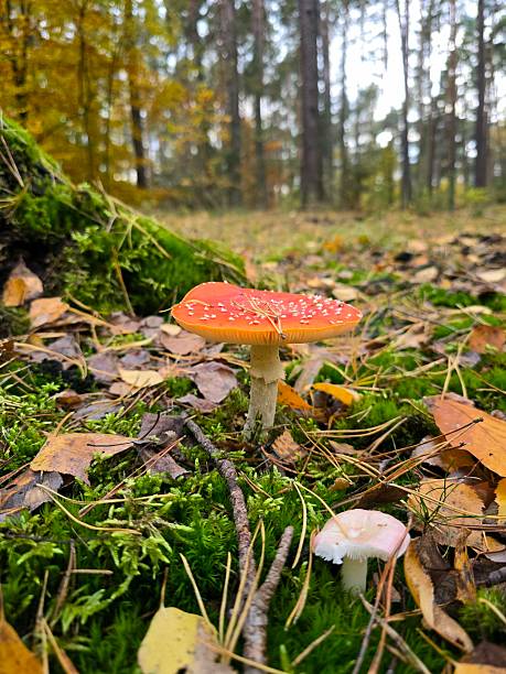 istock A striking red and white fly agaric mushroom stands tall on a mossy forest floor, surrounded by pine needles and fallen autumn leaves in soft light. 2243289686