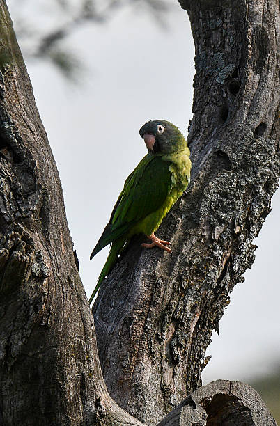 istock Burrowing Parrot in Calden Forest, La Pampa, Argentina 2243289852