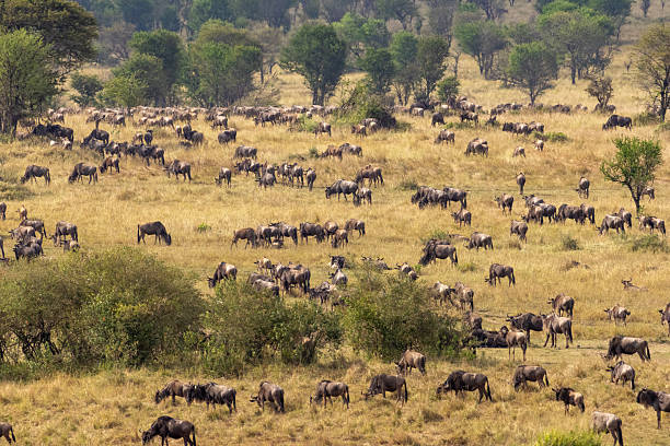 istock A massive herd of wildebeest is grazing and waiting for the great migration 2243290005