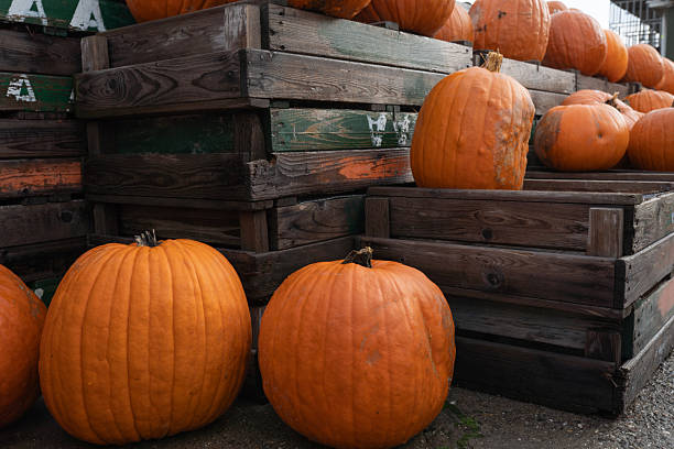 istock Vibrant orange pumpkins stacked on wooden crates create a rustic autumn scene 2243291958