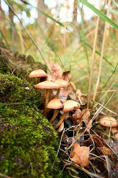 istock Organic Contrast: Moss, Fungi, and Grass Textures for Background Use 2243294434