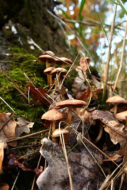 istock Vertical Low-Angle: Fungi Cluster and Habitat in Autumn Forest 2243294436