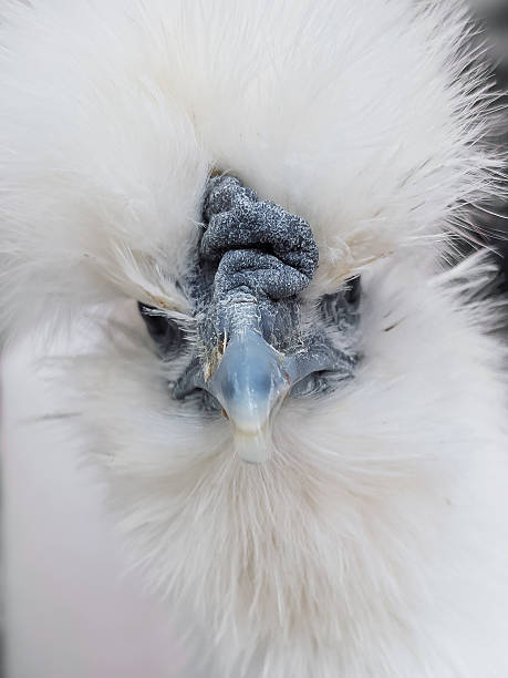 istock Close up of a chicken. 2243294666