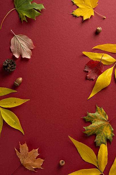 istock A vertical composition showing colorful autumn leaves scattered on a deep red background with pine cone and acorn accents for a warm fall mood 2243294848