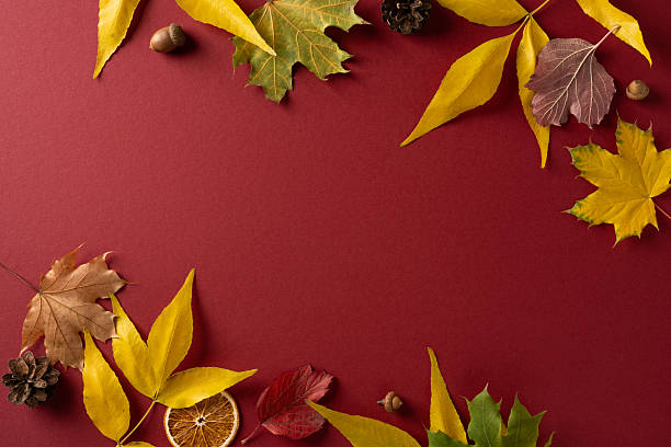 istock A rich autumn scene framed by colorful leaves and seasonal elements on a deep red backdrop. Pinecone, citrus slices, acorns, and berries create a rustic, festive mood 2243294858