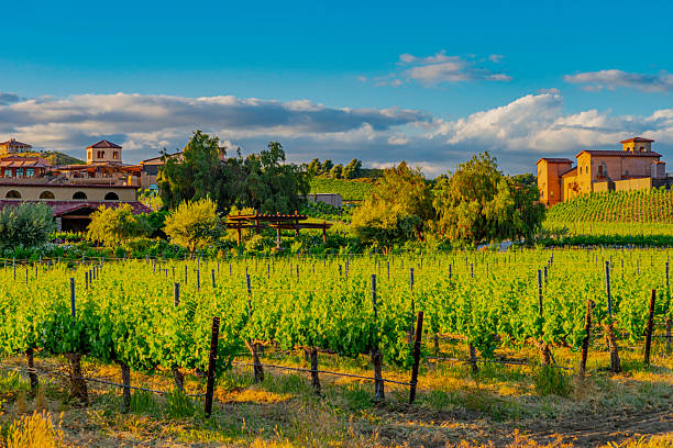 istock California Vineyards at Dusk in Temecula 2243297200