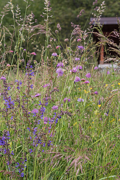 istock Wild meadow flowers among tall grass in summer field 2243297467