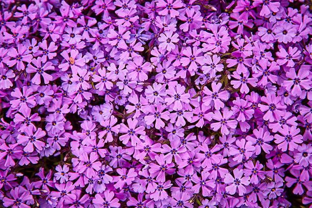 Small phlox flowers for spring garden decoration on a sunny day