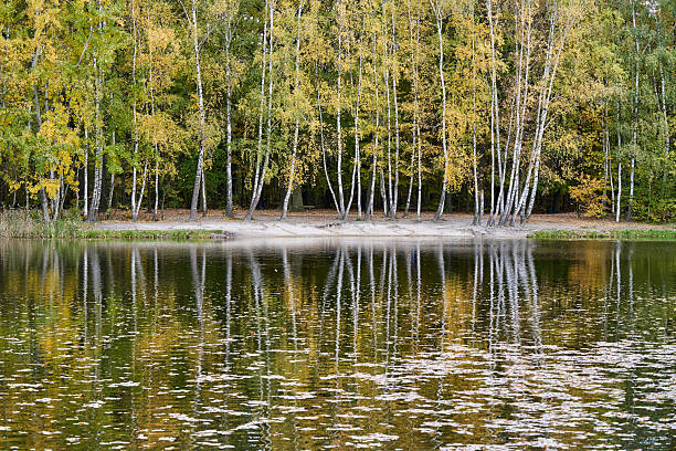 This is one of the only virgin forest in Denmark, it originate from seeds blown from Sweden. The picture is taken at Kalvebod Fælled - Kalvebod Commons, which is a nature area and public park close to the center of Copenhagen and it is a popular area for bird watchers