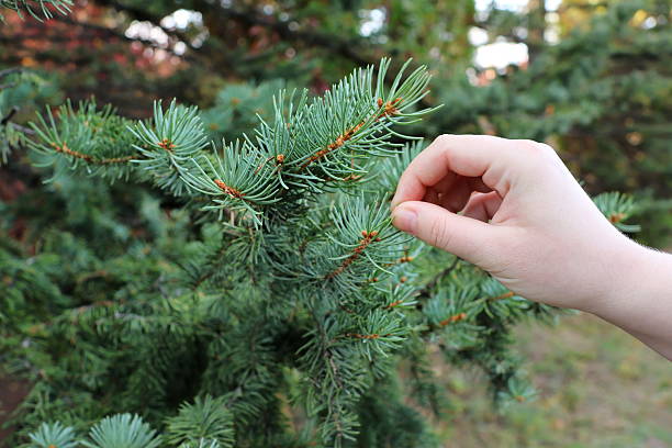 istock Green conifer branch in autumn park 2243305802