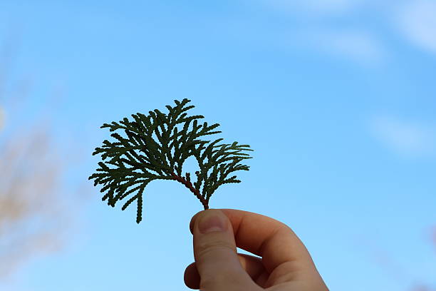 Person holding a green arborvitae (Thuja occidentalis) twig against clear blue sky in an autumn park.