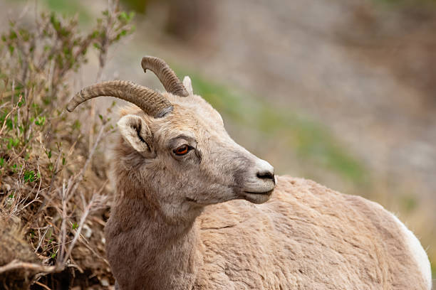 a Ram feeds near Logan Pass in northern Montana