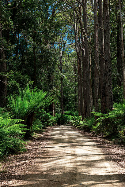 istock Gondwana Rainforest with giant tree ferns 2243307674