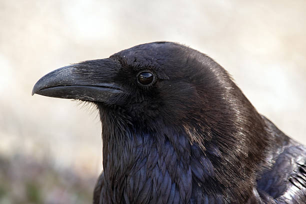 istock Head of a beautiful black raven in a sunny day, side view. 2243307893