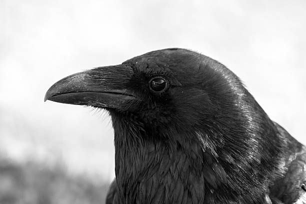 Beautiful portrait of a black adult raven with blue hue on the feathers, profile view, sunny day.