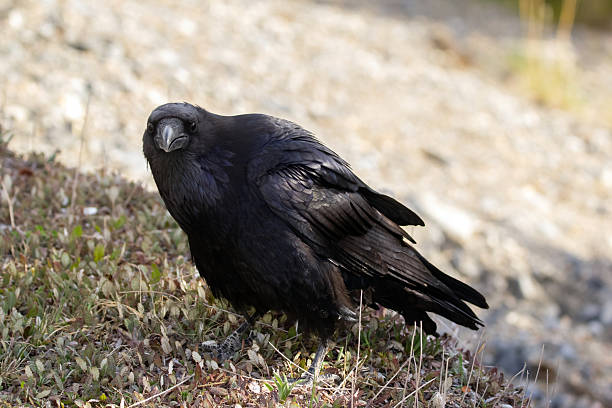 istock Raven is looking for food on the ground in grass in spring. 2243307919