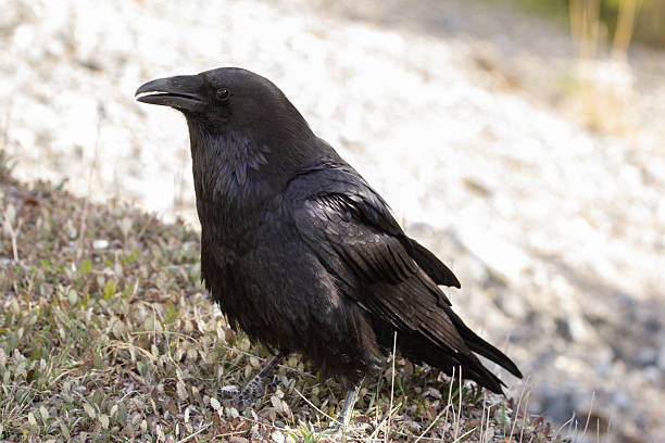 istock Raven is looking for food on the ground in grass in spring. 2243307940