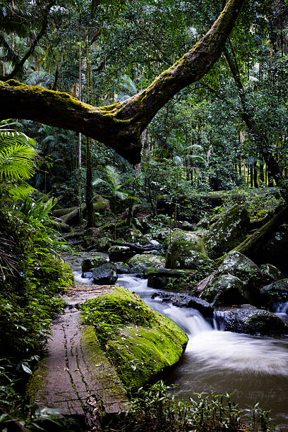 istock Gondwana Rainforest of Border Ranges 2243308384