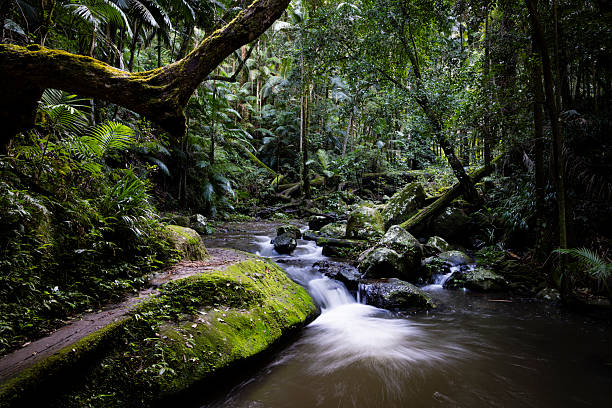 istock Gondwana Rainforest of Border Ranges 2243308390